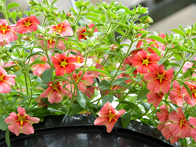 Thiesse Gartenbau GbR – Optimal. Regional! - Ampeln
