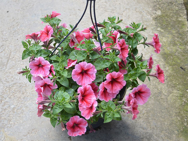 Thiesse Gartenbau GbR – Optimal. Regional! - Ampeln
